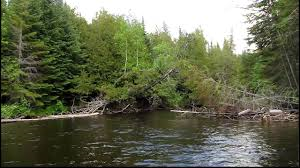 Picture of the AuSable River with trees on either side